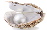 Perla 2