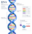 DNA